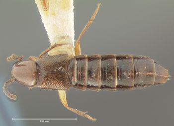 Media type: image;   Entomology 7309 Aspect: habitus dorsal view